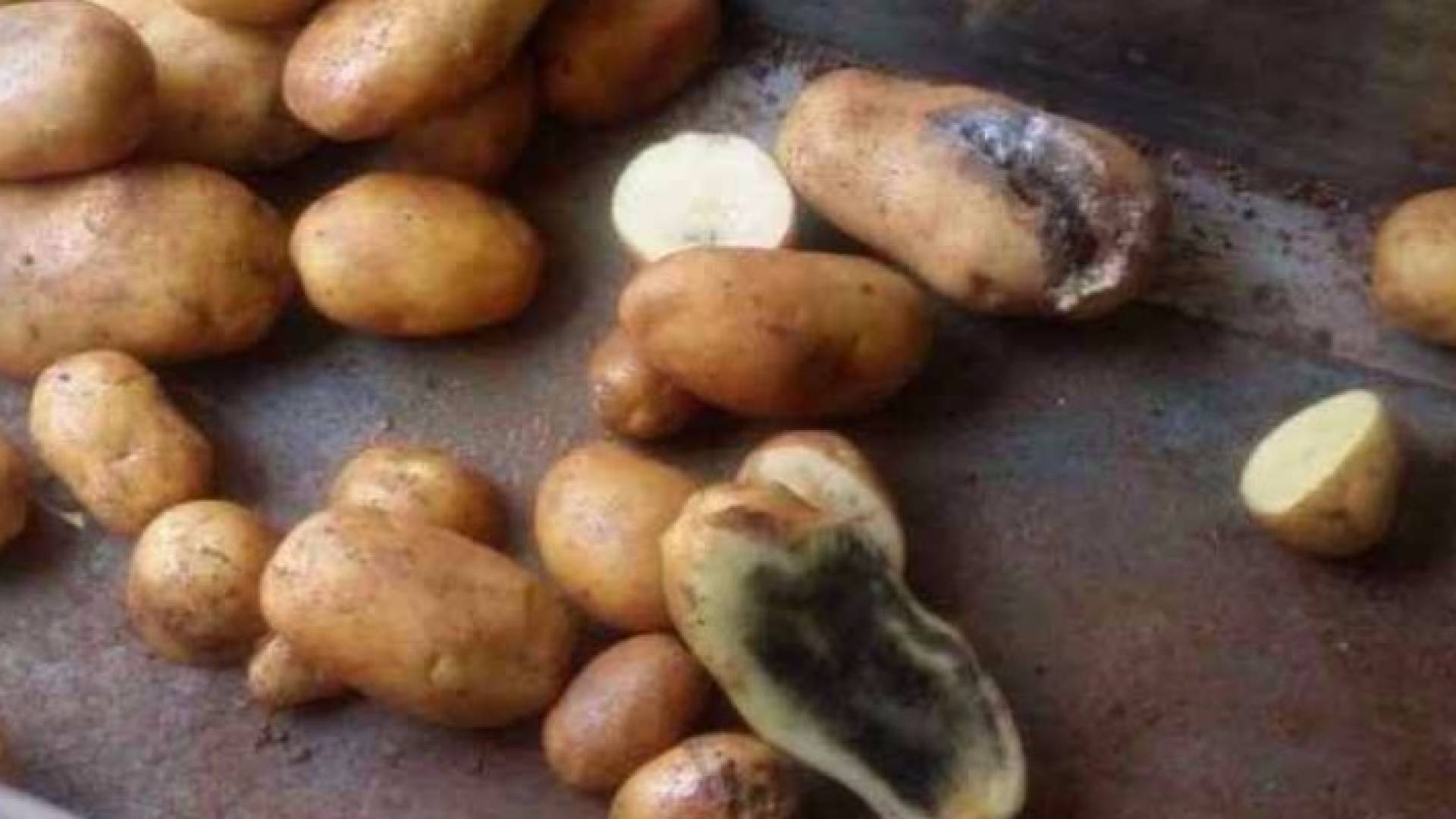 ارشيفية