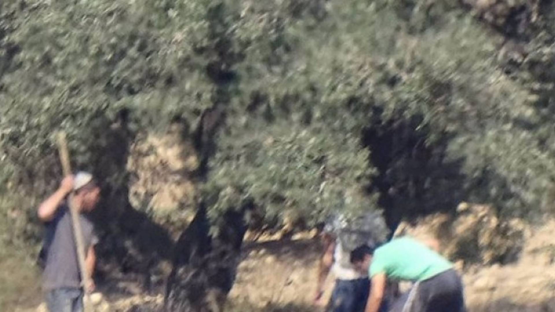 الاحتلال يعتدي بالضرب على متطوعي الزيتون جنوب نابلس