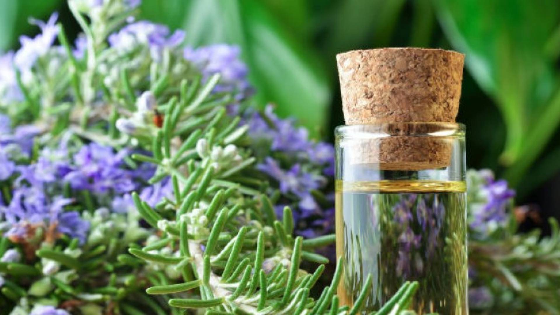 عشبة الروزماري