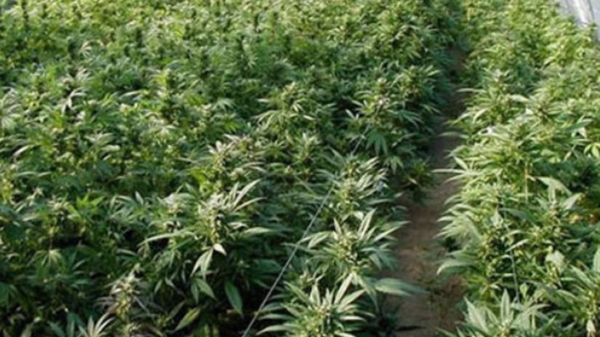 اشتال ماريغوانا