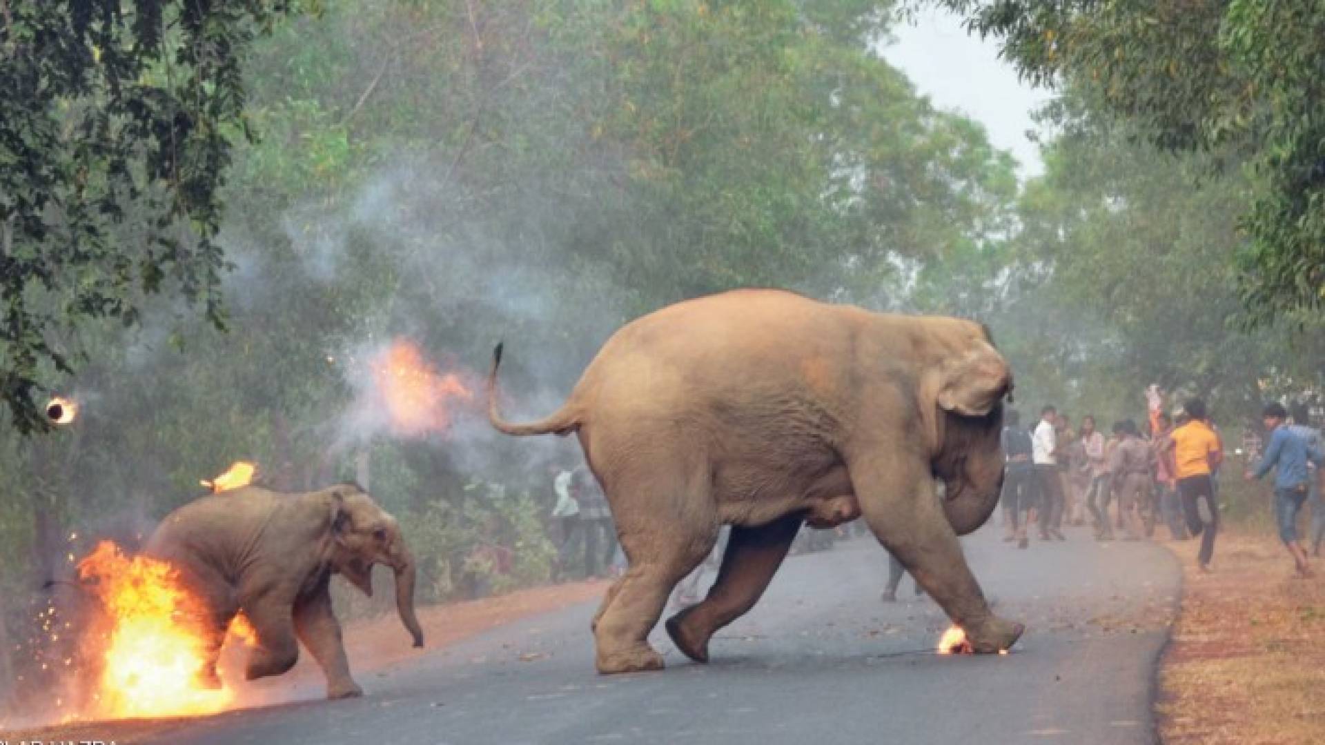هنود يرشقون فيلين بكرات النار والألعاب الناري في البنغال