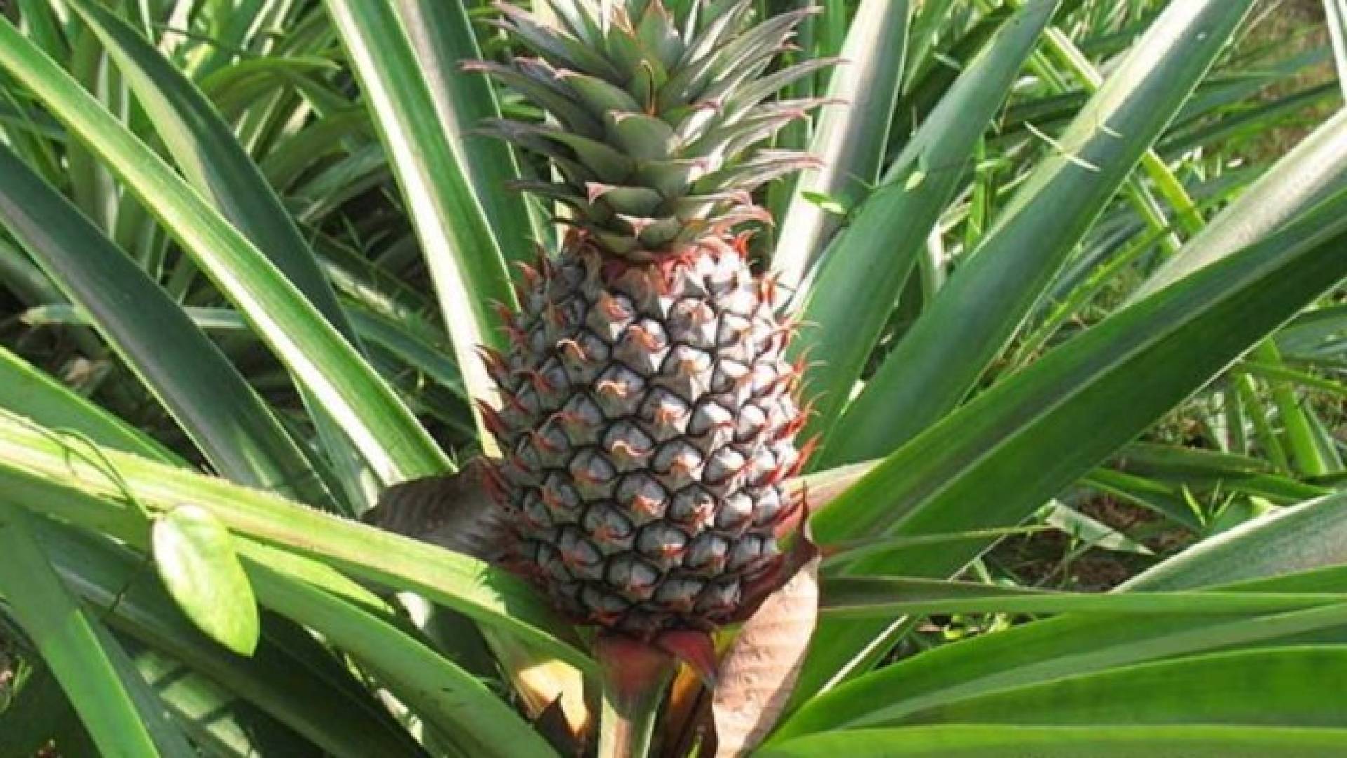 ارشيفية