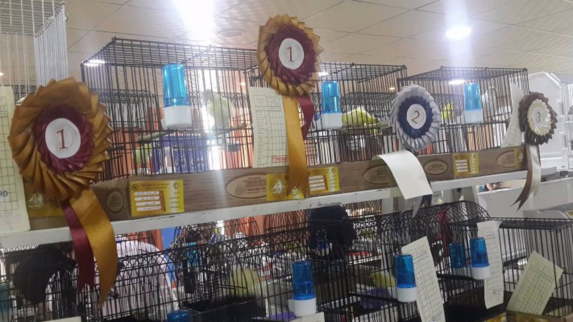 معرض ومسابقة لطيور الزينة في عمان