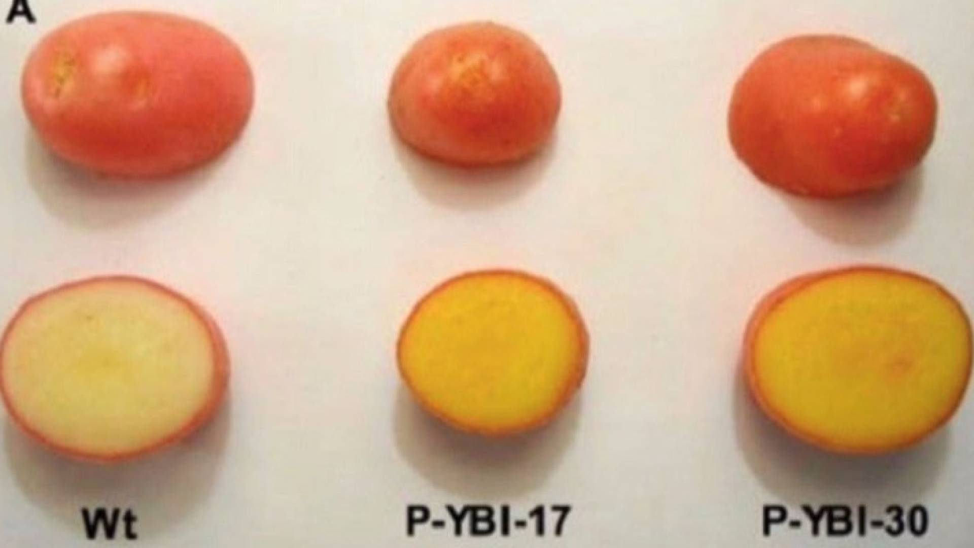بطاطا ذهبية معدلة وراثيا