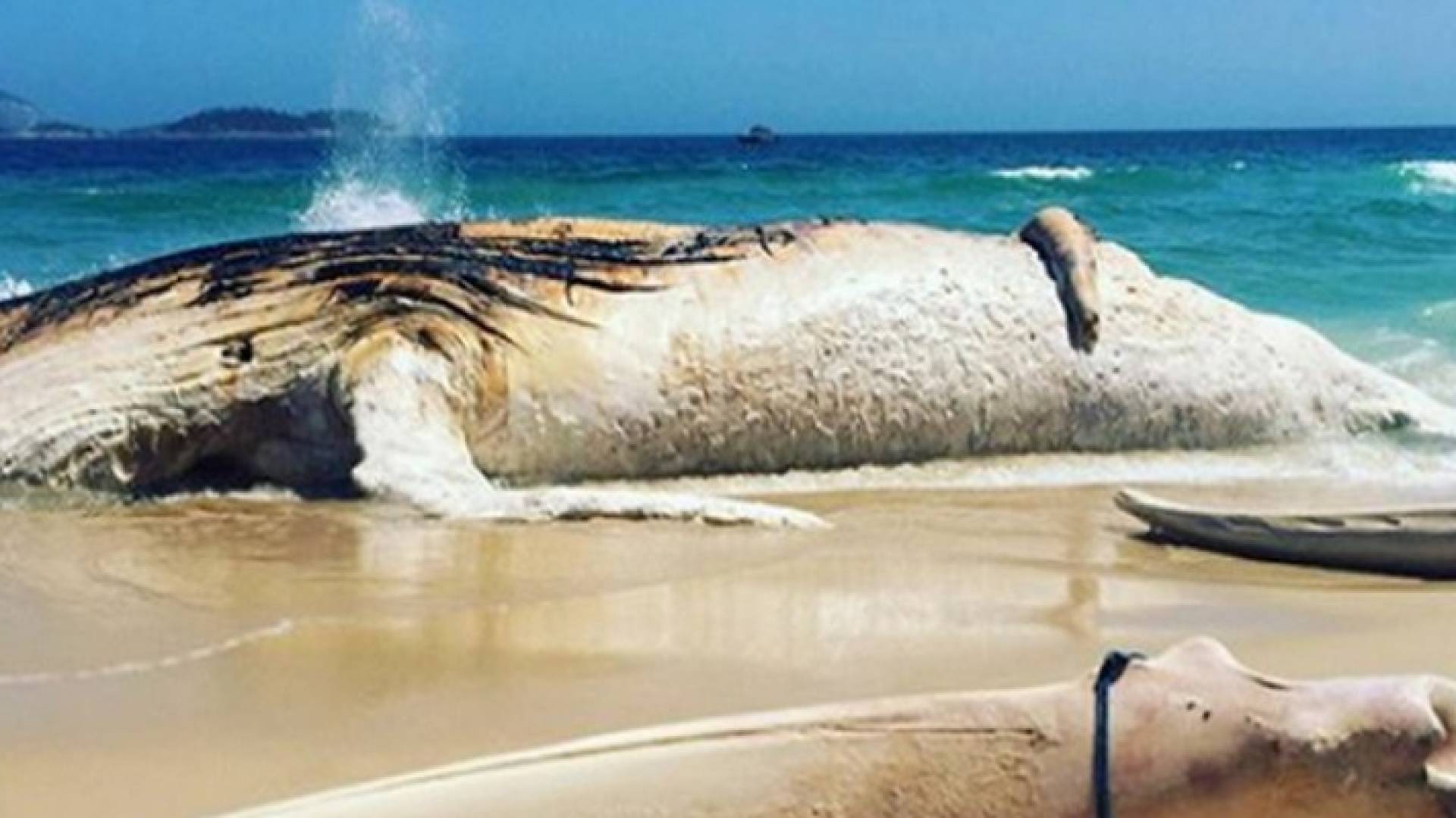 جثة حوت ضخم تثير اهتمام وحيرة الكثيرين