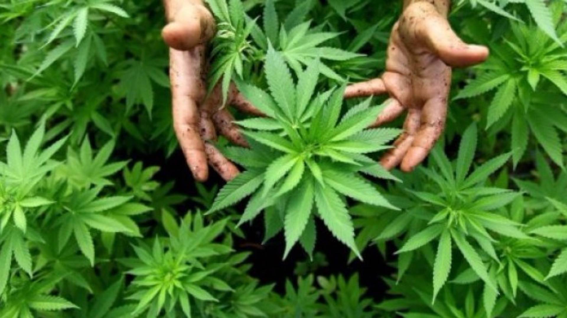  نبتة الحشيش 