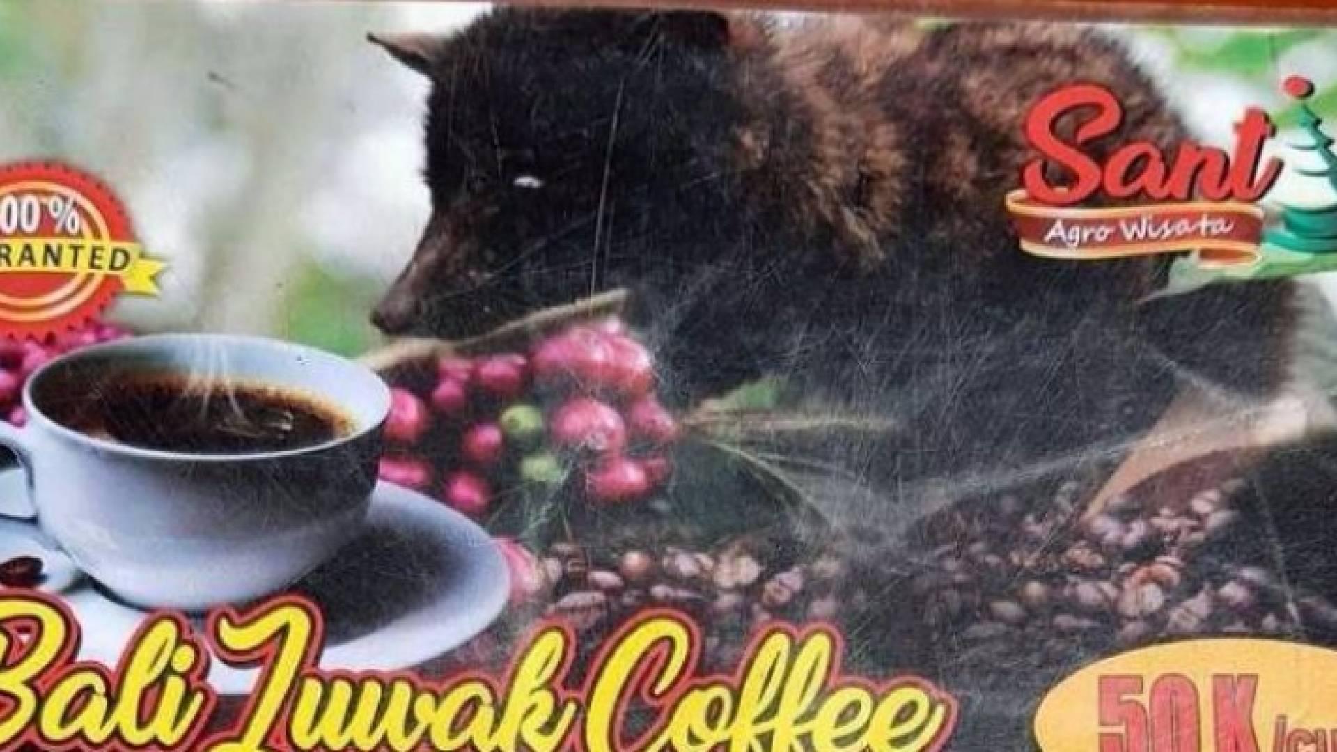 لقهوة تستخرج من براز حيوان الزباد!