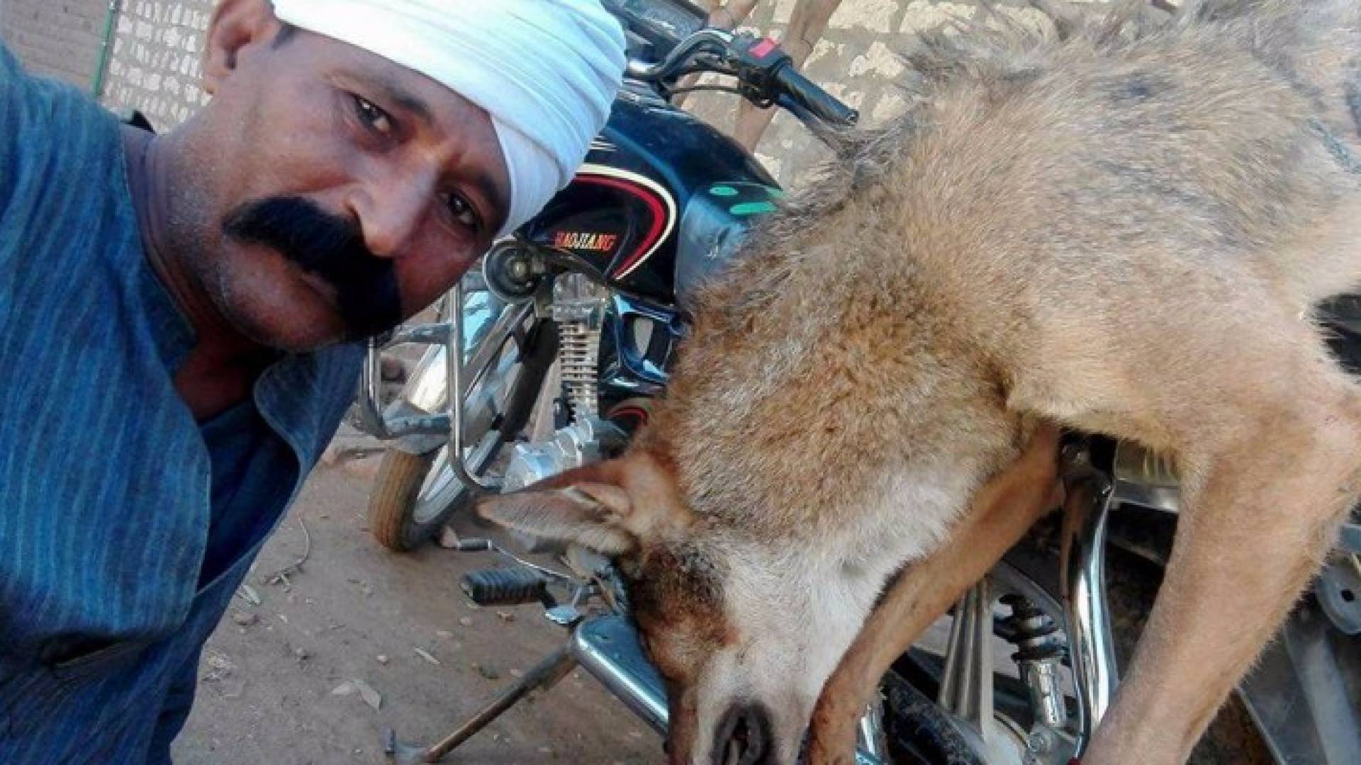 أبو شنب وسيلفي مع الذئب