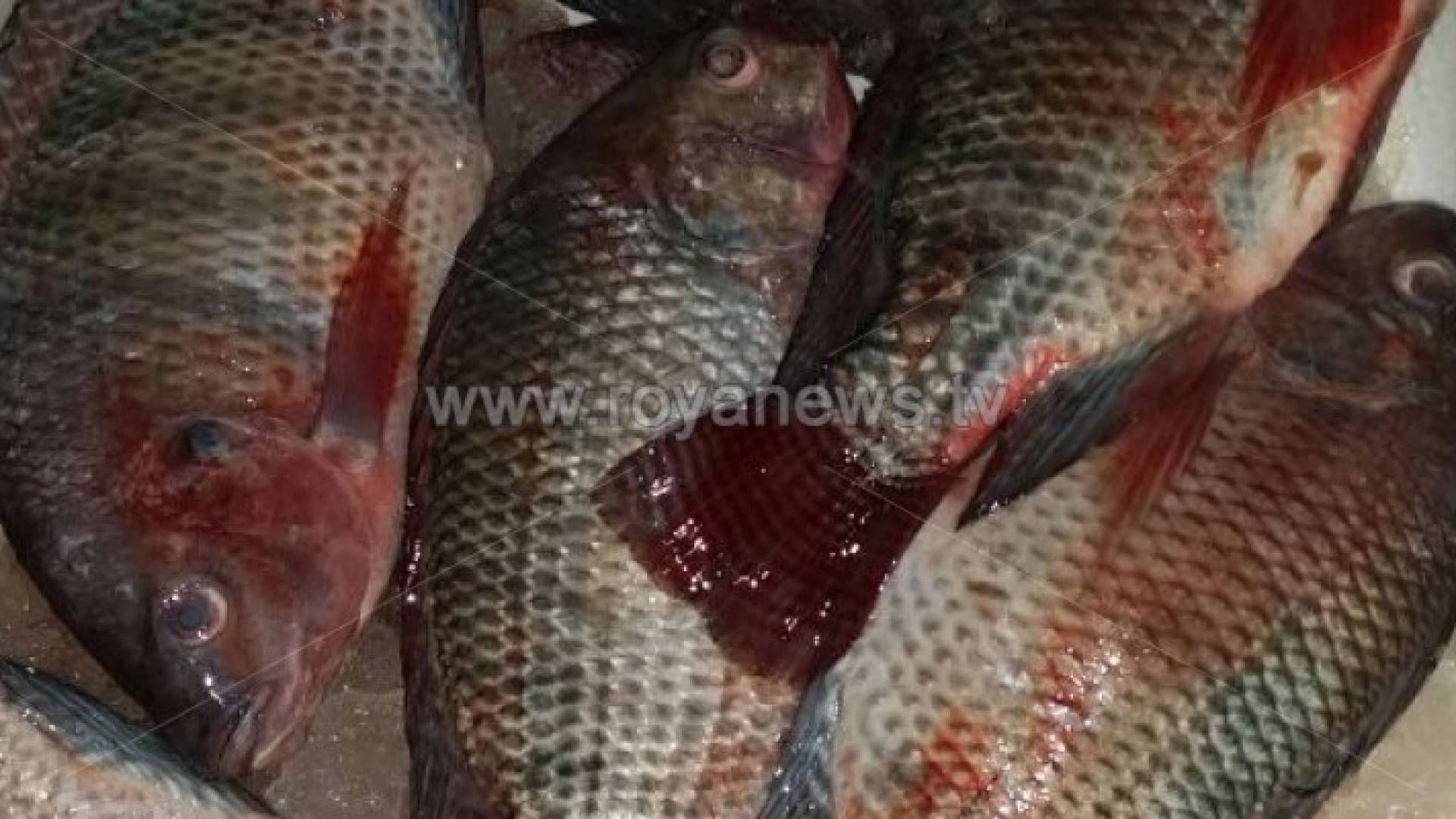ضبط وإتلاف ١٥٠ كغم سمك فاسد في إربد