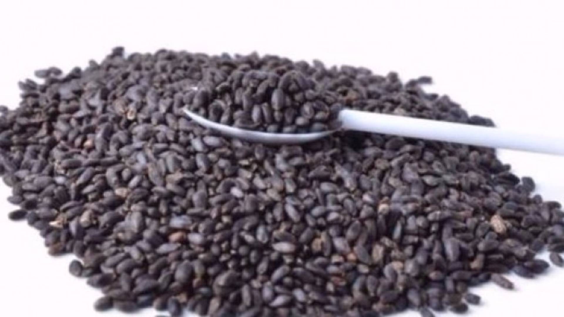 بذور الريحان