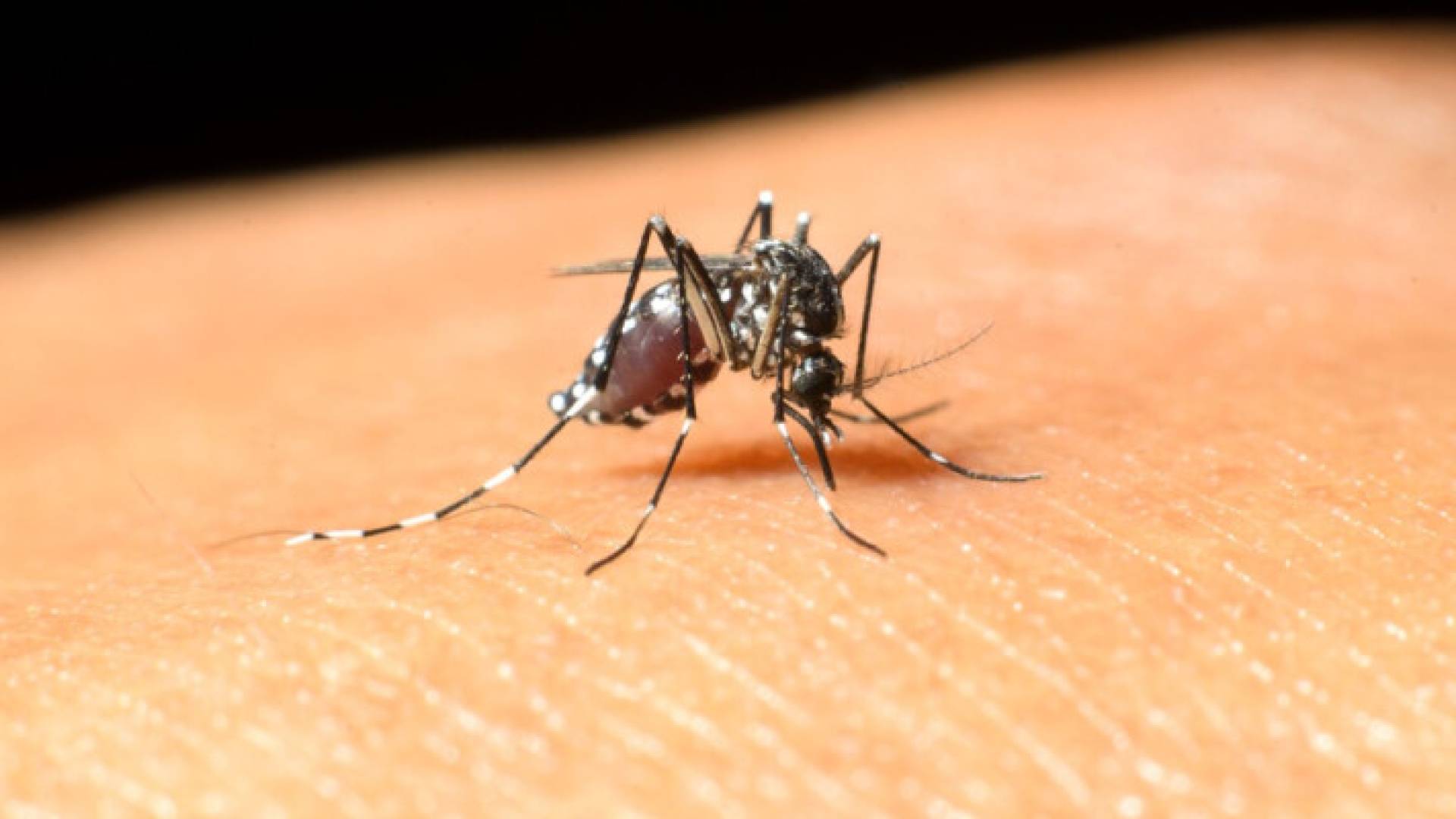 نتقل فيروس غرب النيل إلى البشر عن طريق البعوض