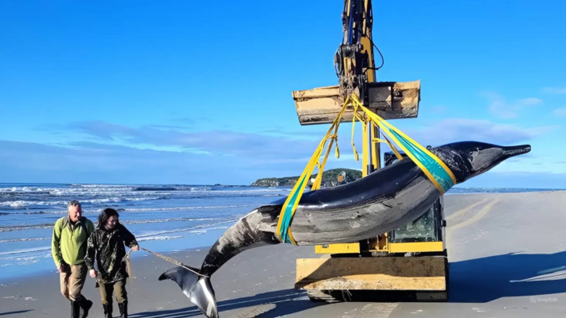العثور على "حوت منقاري" نادر في نيوزيلندا - فيديو