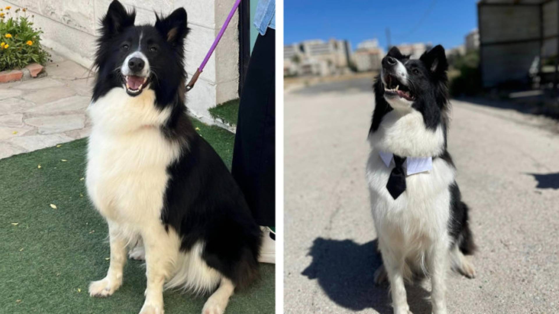 الكلبة المفقودة "أوركا"