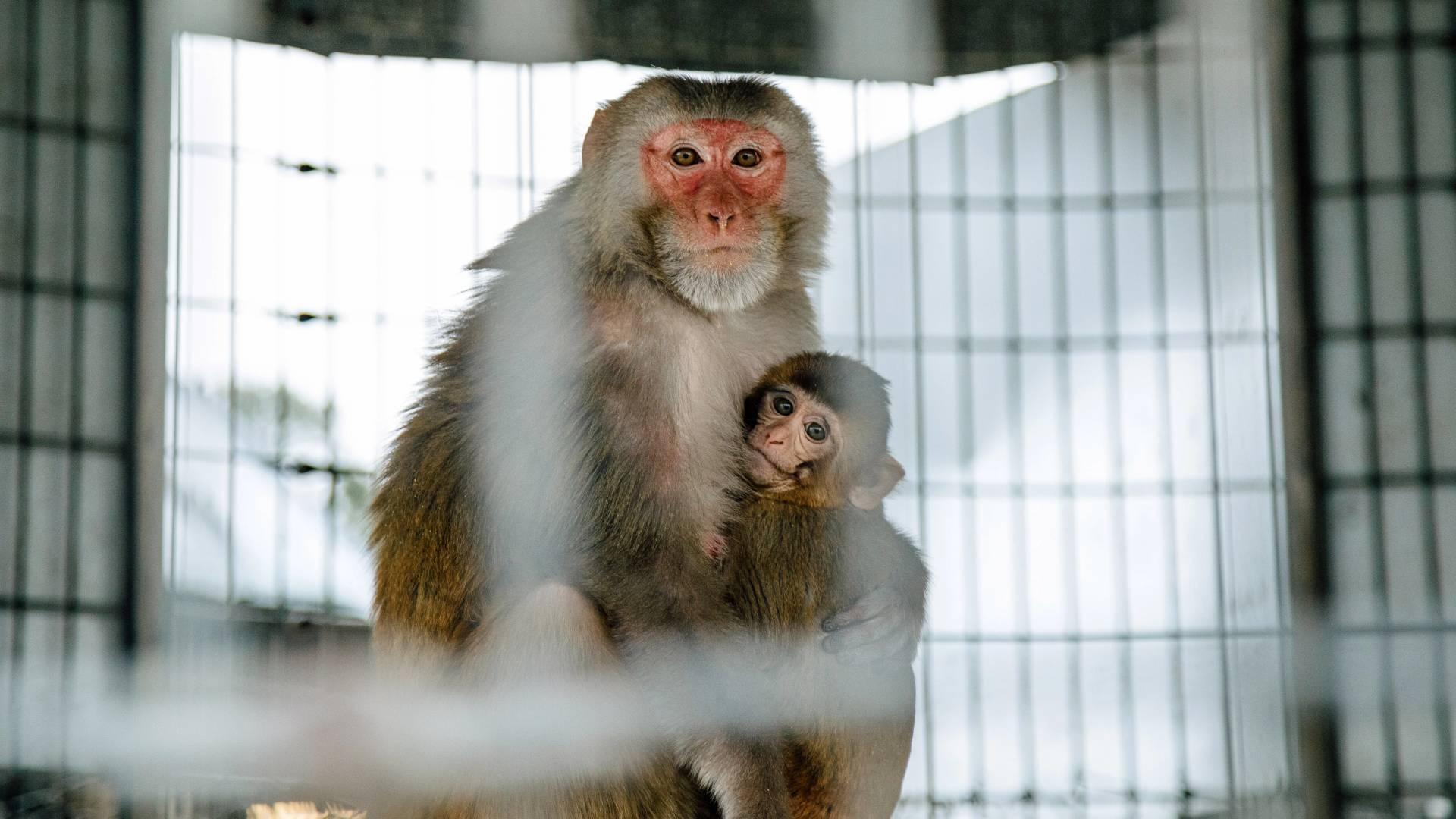 قرود - تعبيرية