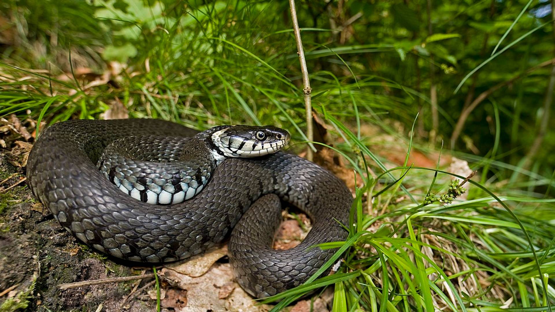 أفعي - تعبيرية