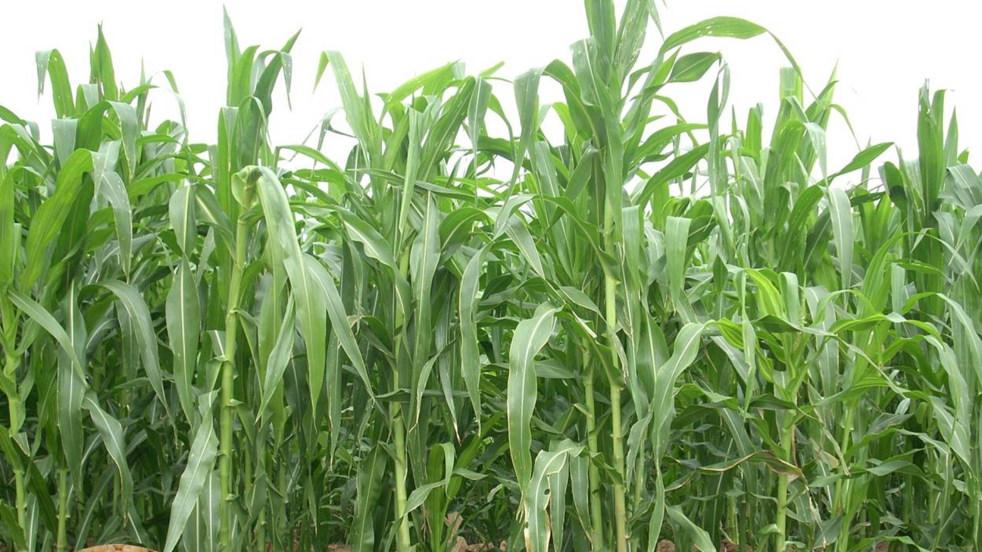 زراعة أعلاف - تعبيرية