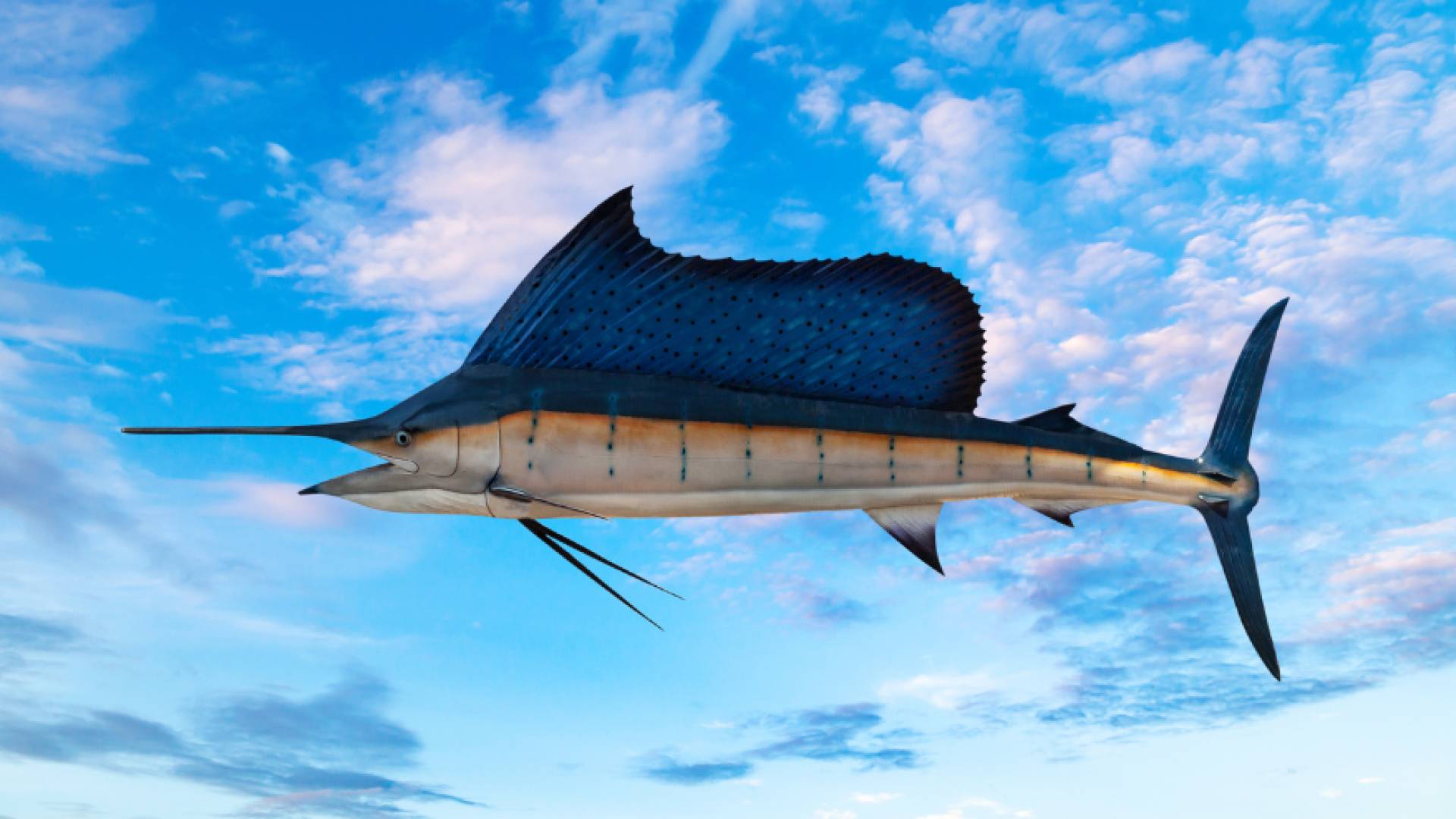 بالفيديو.. اصطياد أكبر سمكة من نوع "أبو شراع" في خليج العقبة