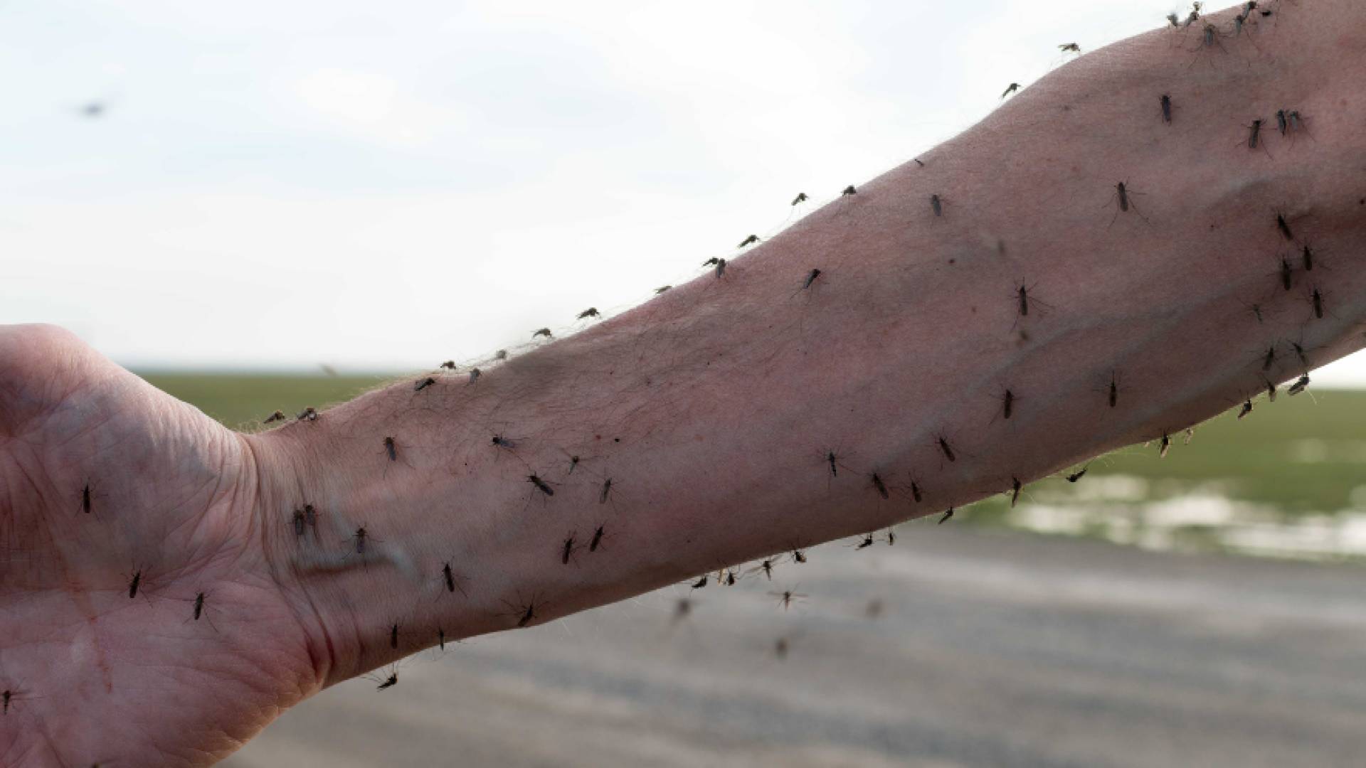 هكذا يصل البعوض إلى هدفه البشري