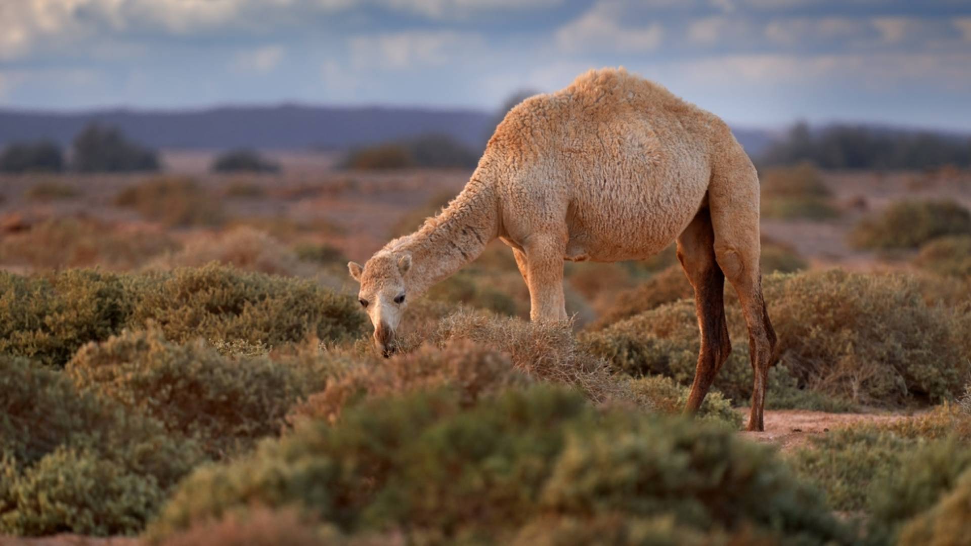 جمل في محمية الشومري