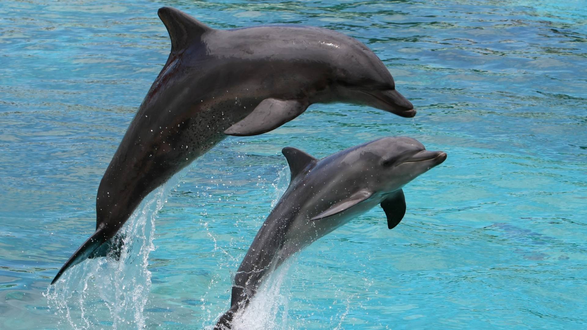 صورة تظهر دلفينان