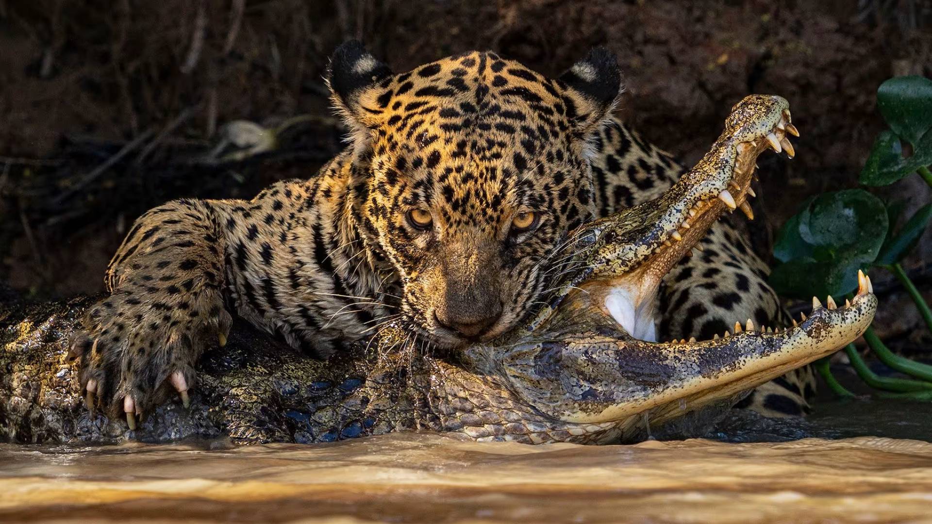 صور مذهلة من مسابقة "مصور الحياة البرية لعام 2024"