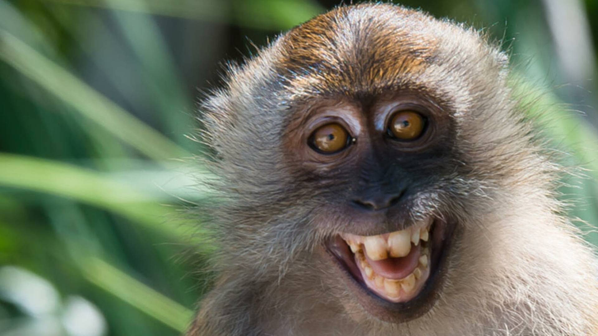 قرد مبتسم "تعبيرية"