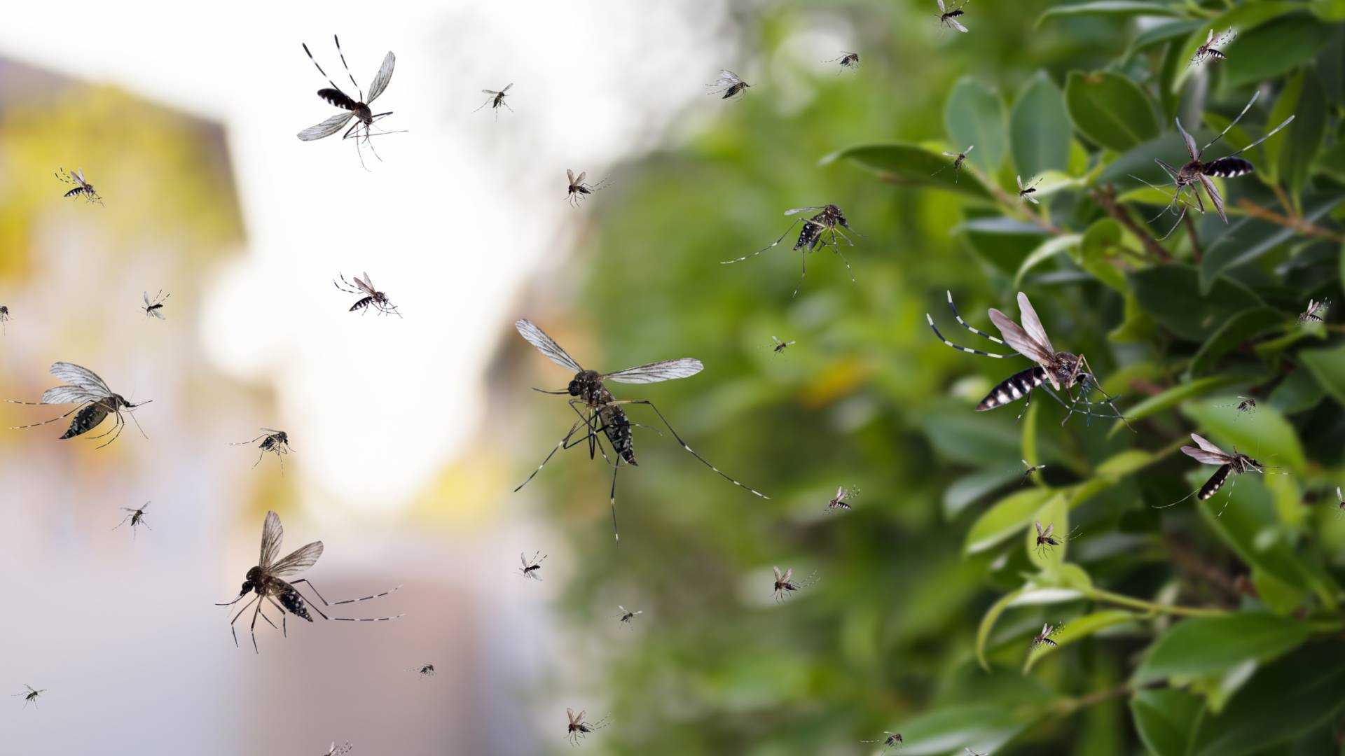 صورة تعبر عن تجمع للبعوض