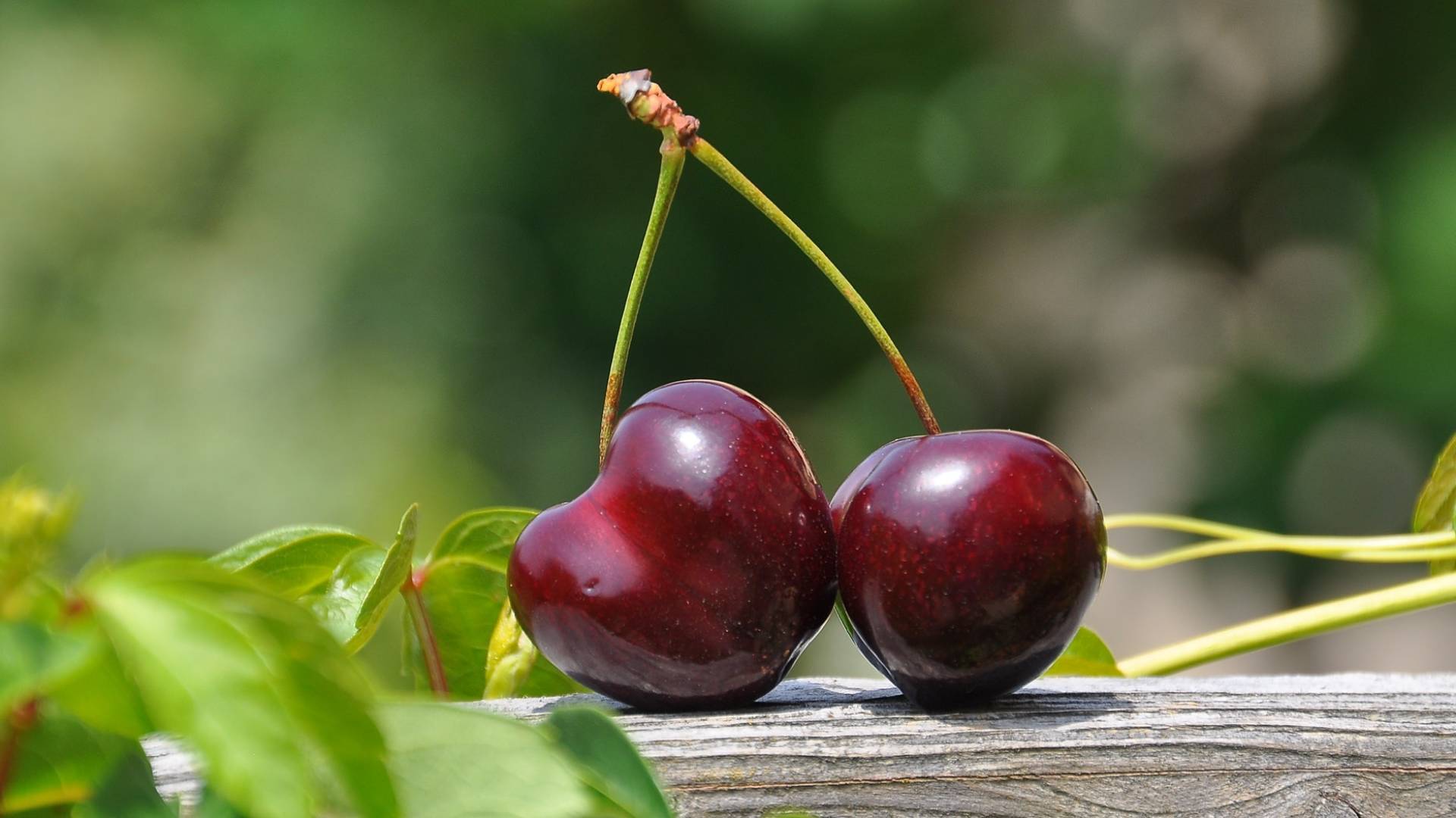 كرز أحمر (عنّاب)