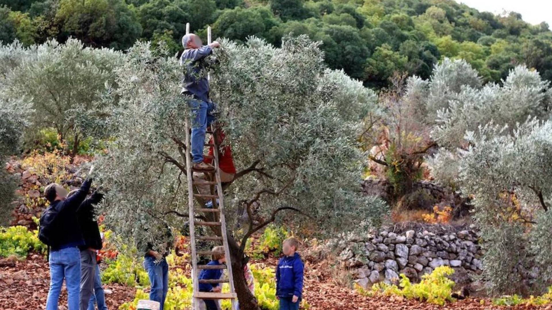 أشخاص يقطفون الزيتون