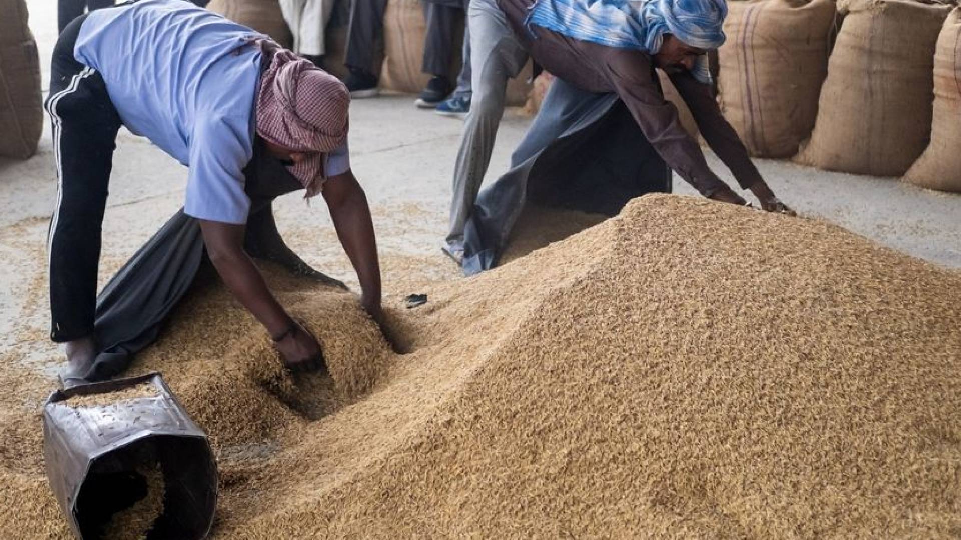 الهند تقرر إلغاء السعر الأدنى لأحد أصناف الأرز