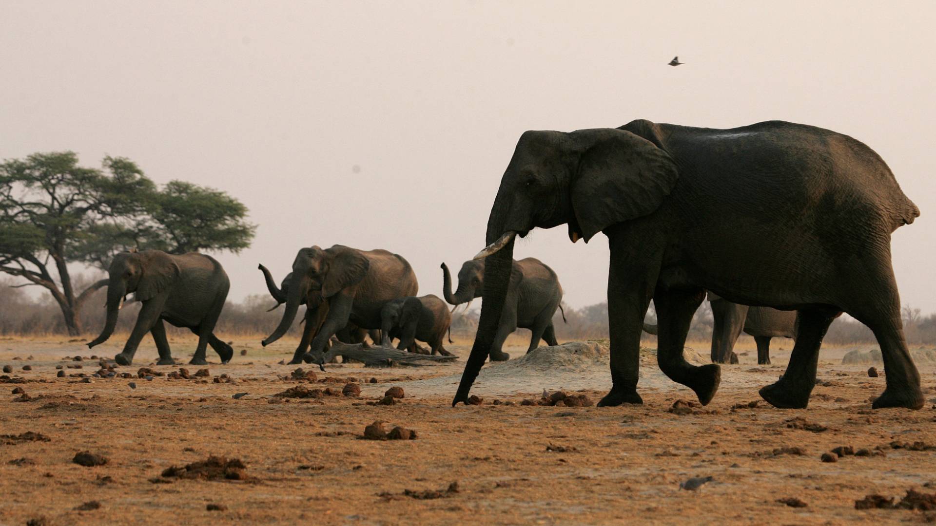 صورة تظهر عائلة فيلة