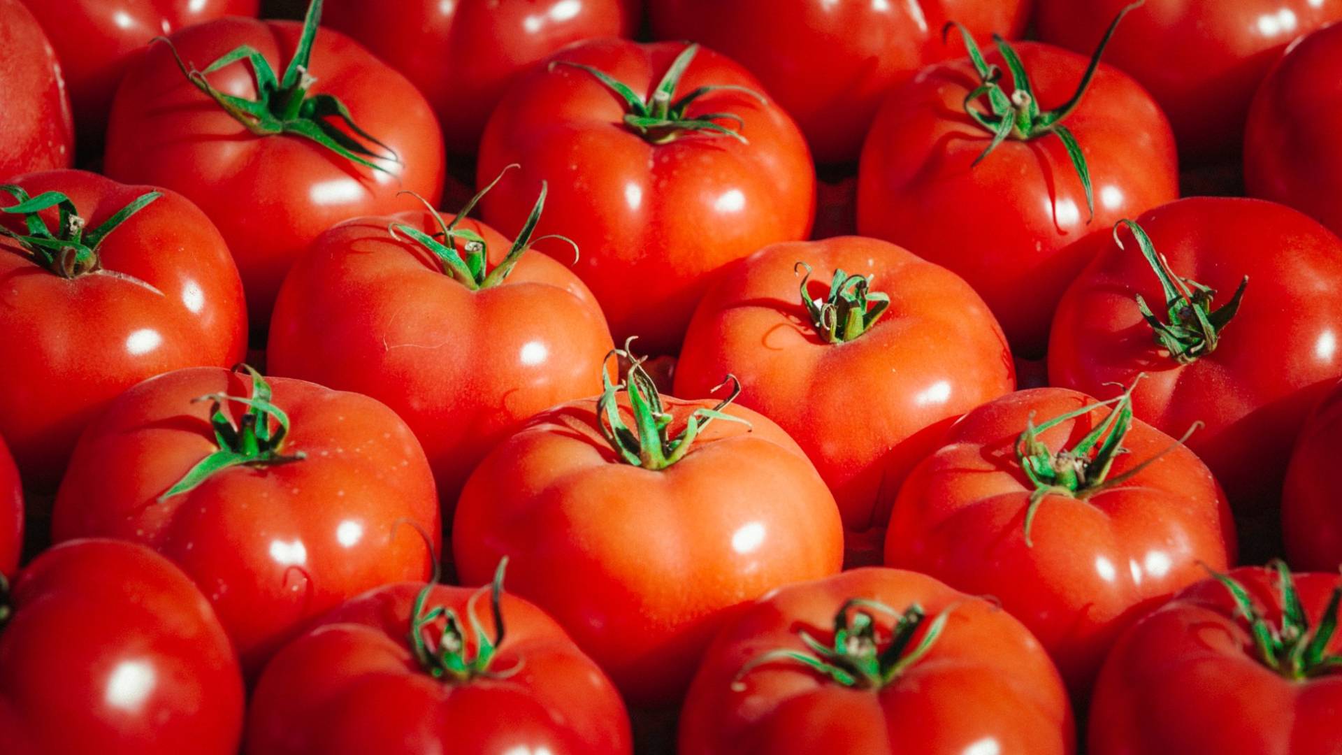 حصاد البندورة