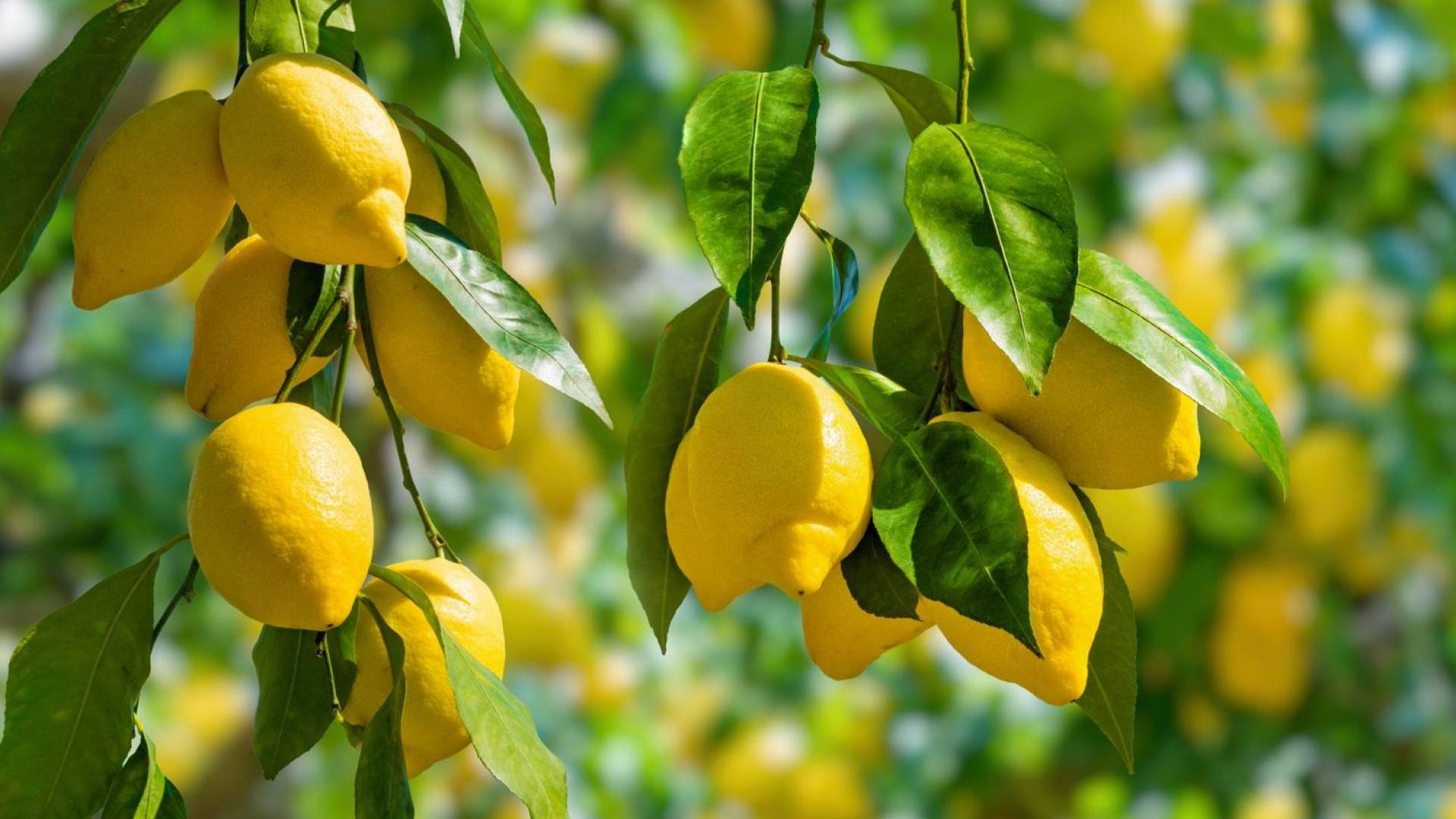 شجرة ليمون