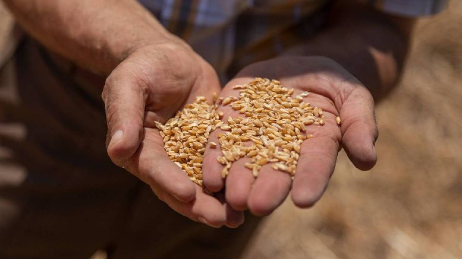 الأمن الغذائي في الأردن