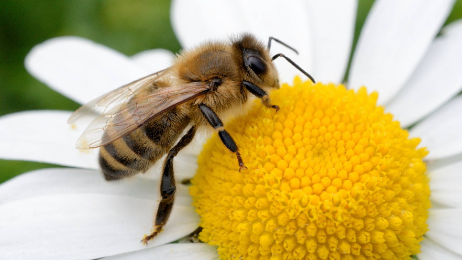 معلومات مغلوطة عن عسل النحل تجتاح مواقع التواصل الاجتماعي
