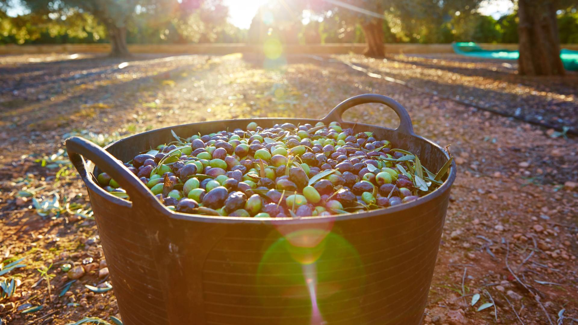 قطف الزيتون