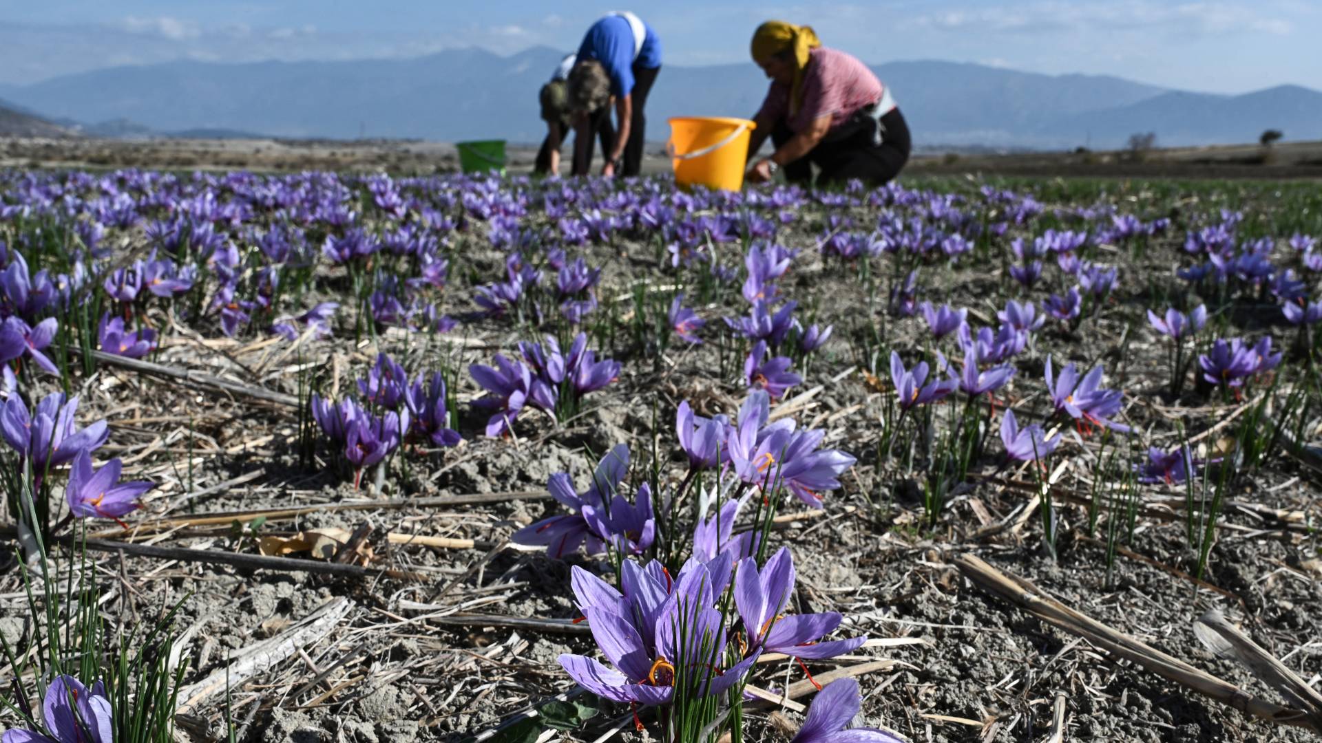 الجفاف يطيح بمحاصيل الزعفران في اليونان