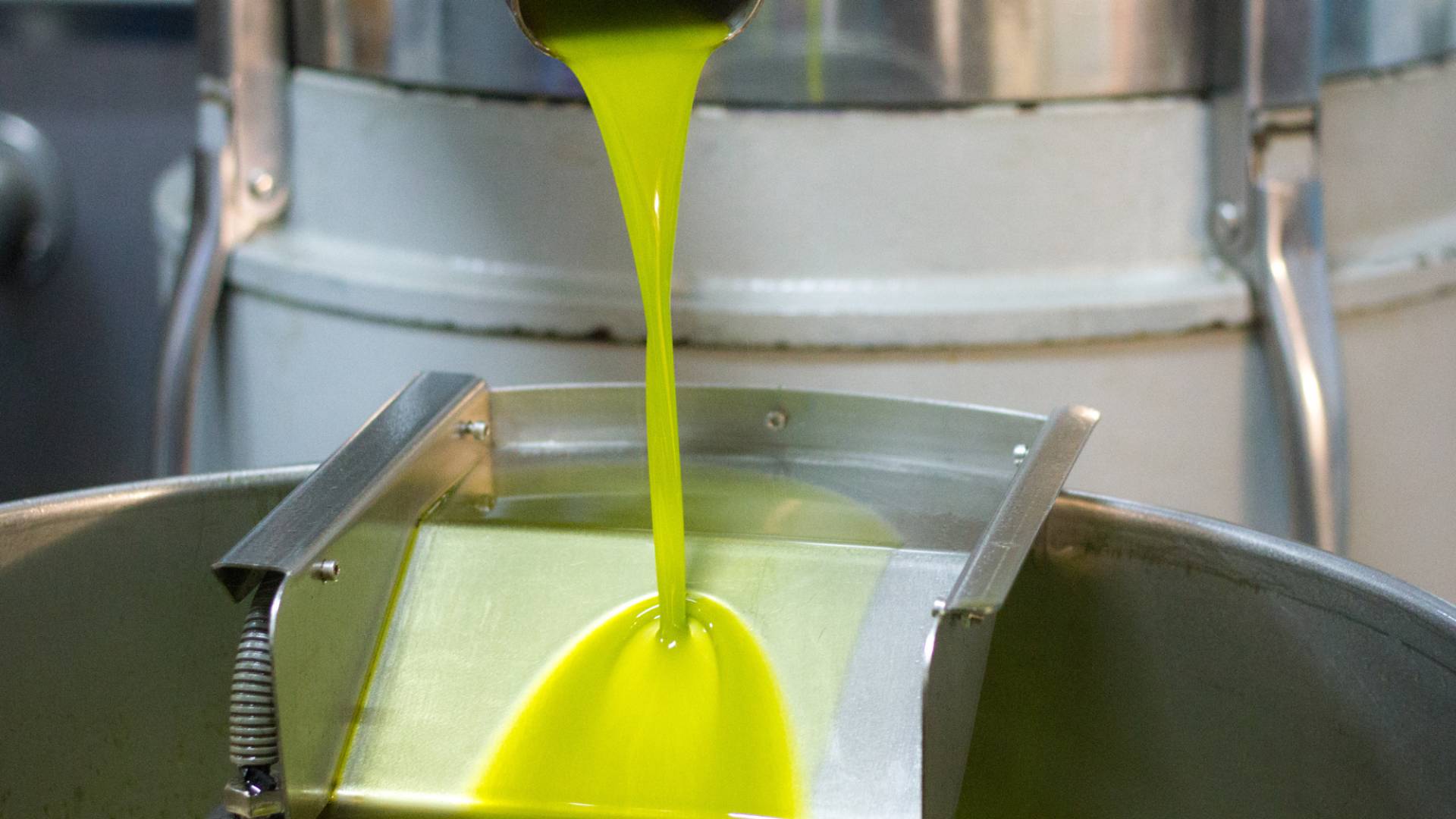 صورة تعبر عن عصر زيت الزيتون