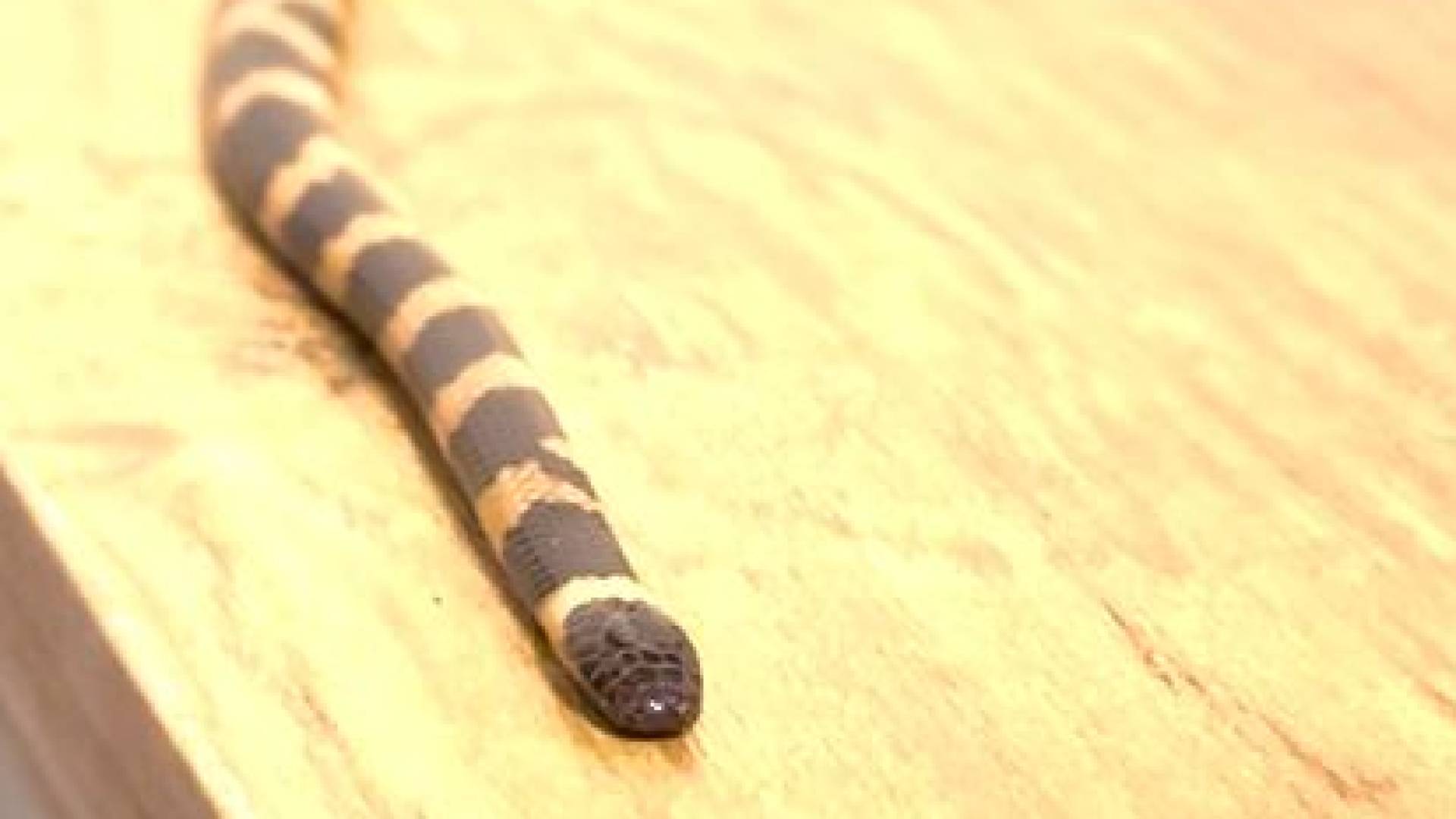 بالفيديو.. سيدة أردنية تربي أفعى داخل منزلها