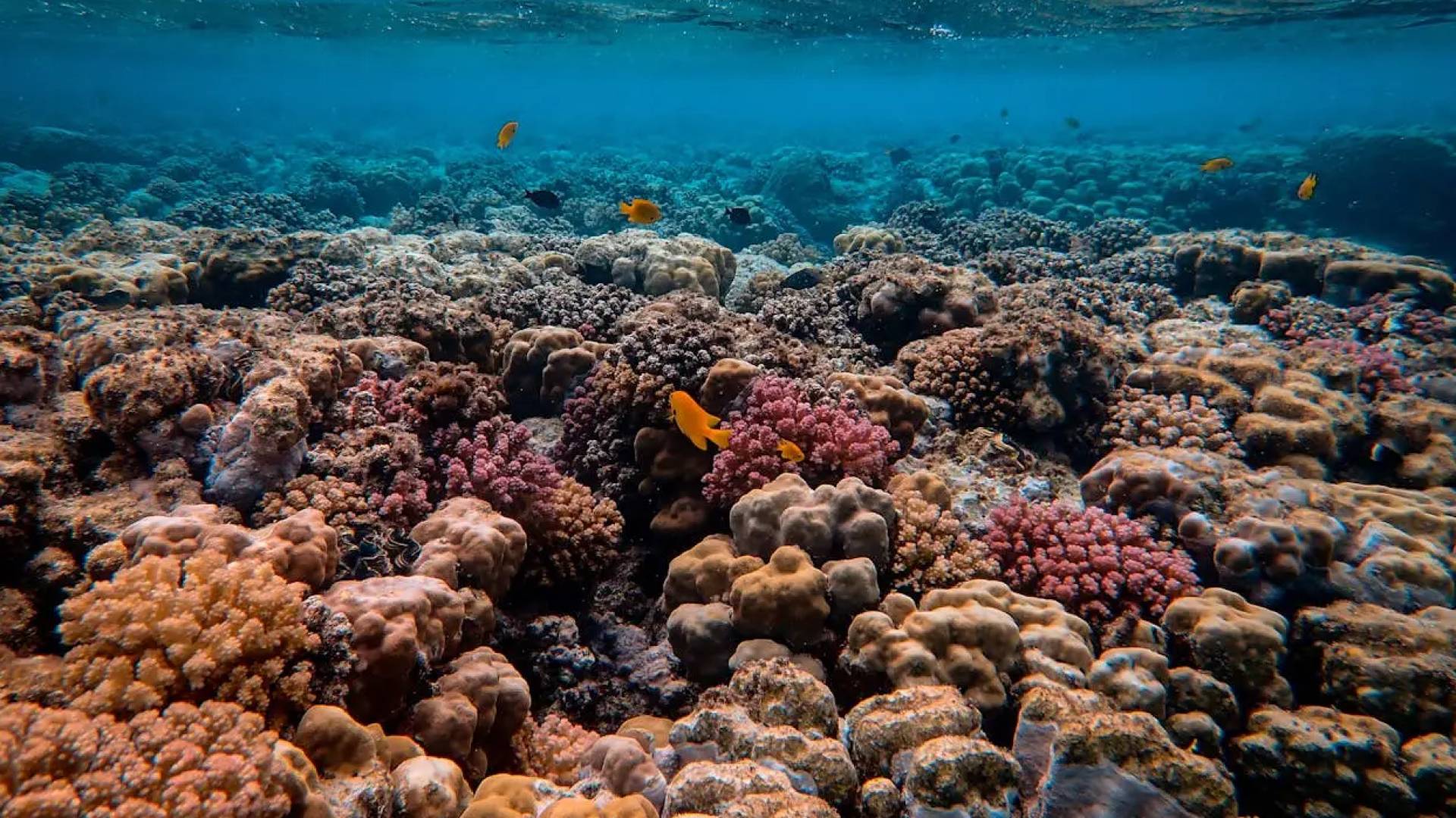 اكتشاف أكبر مستعمرة مرجانية بحرية في العالم