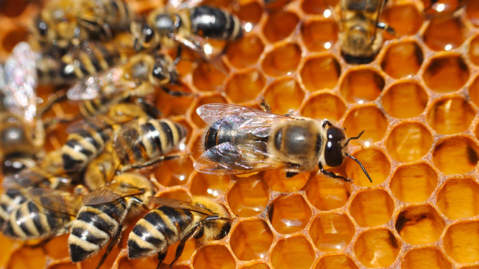 نحل داخل خلية