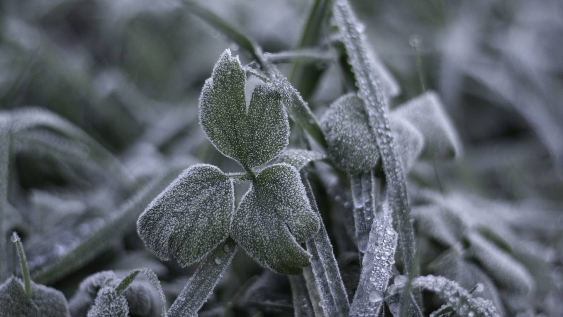 نباتات متضررة من الصقيع - أرشيفية