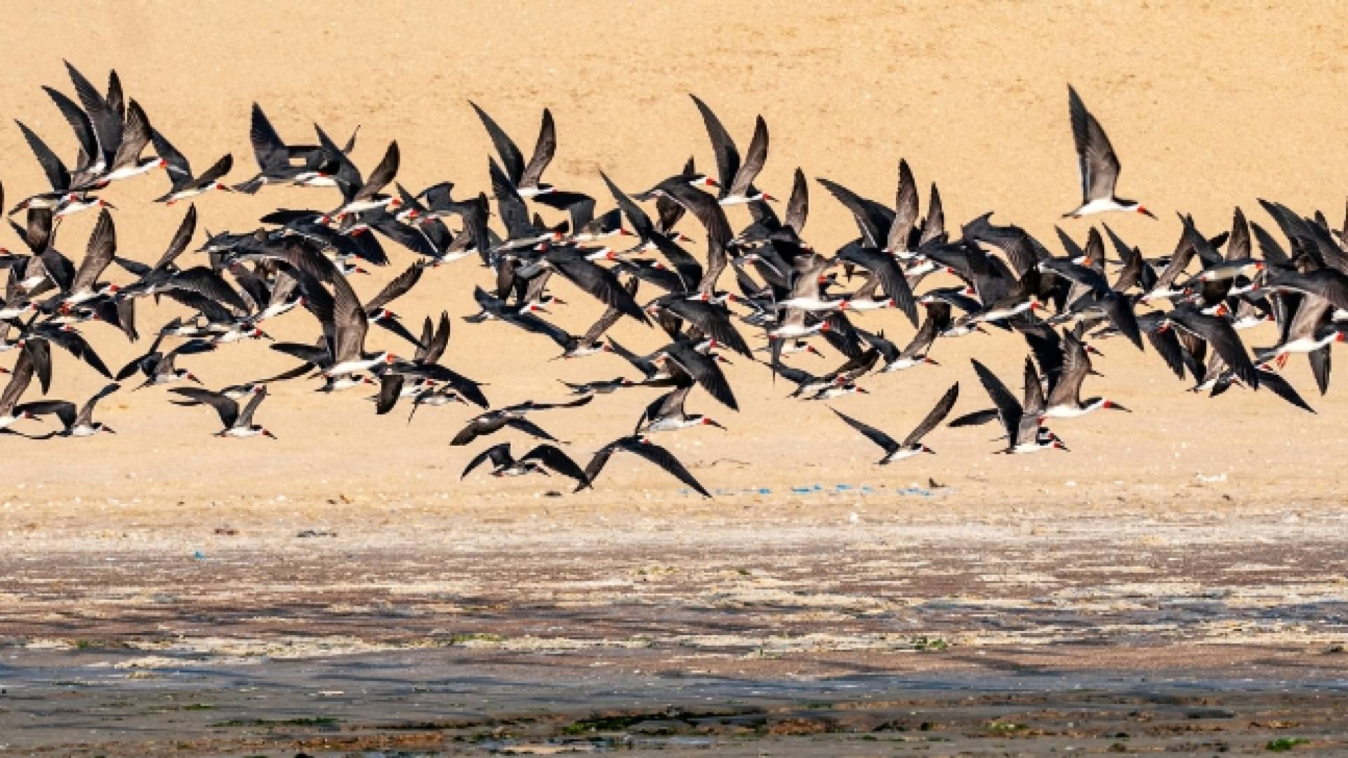 سرب من الطيور