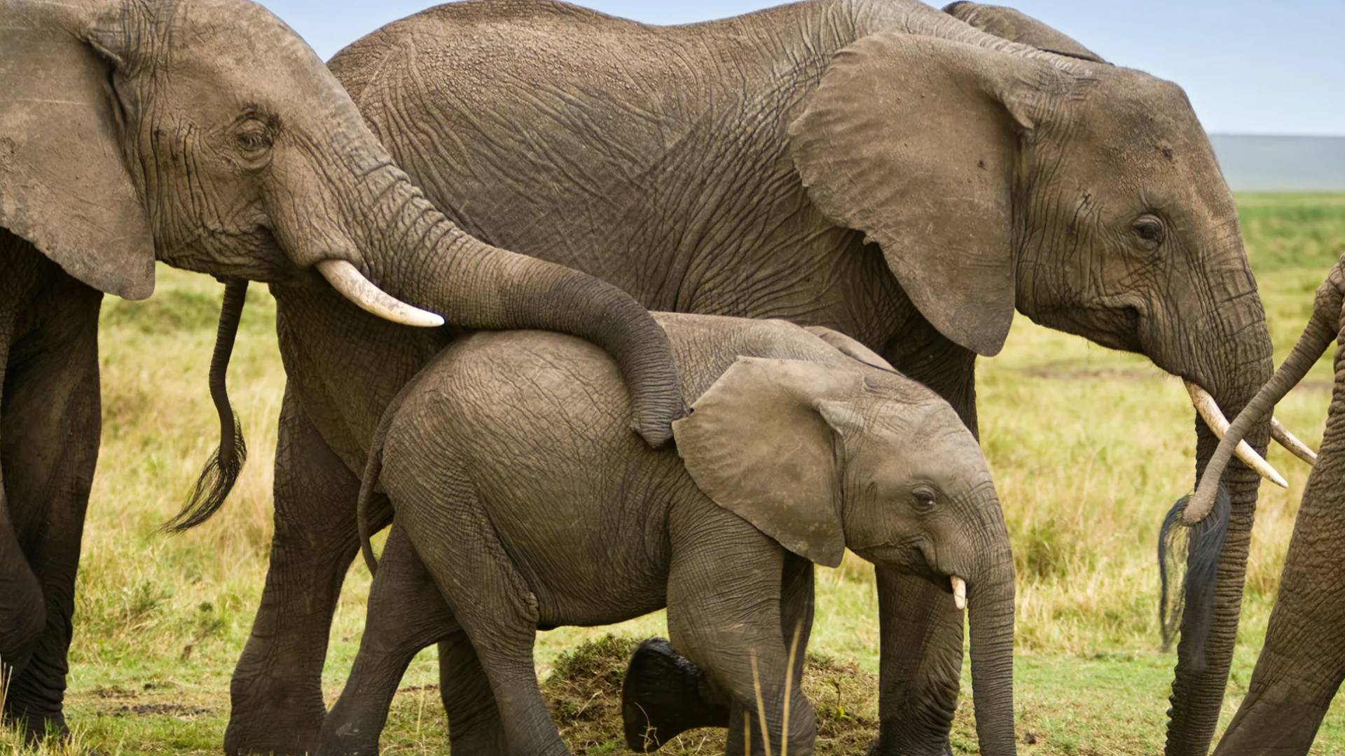 حيوان الفيل