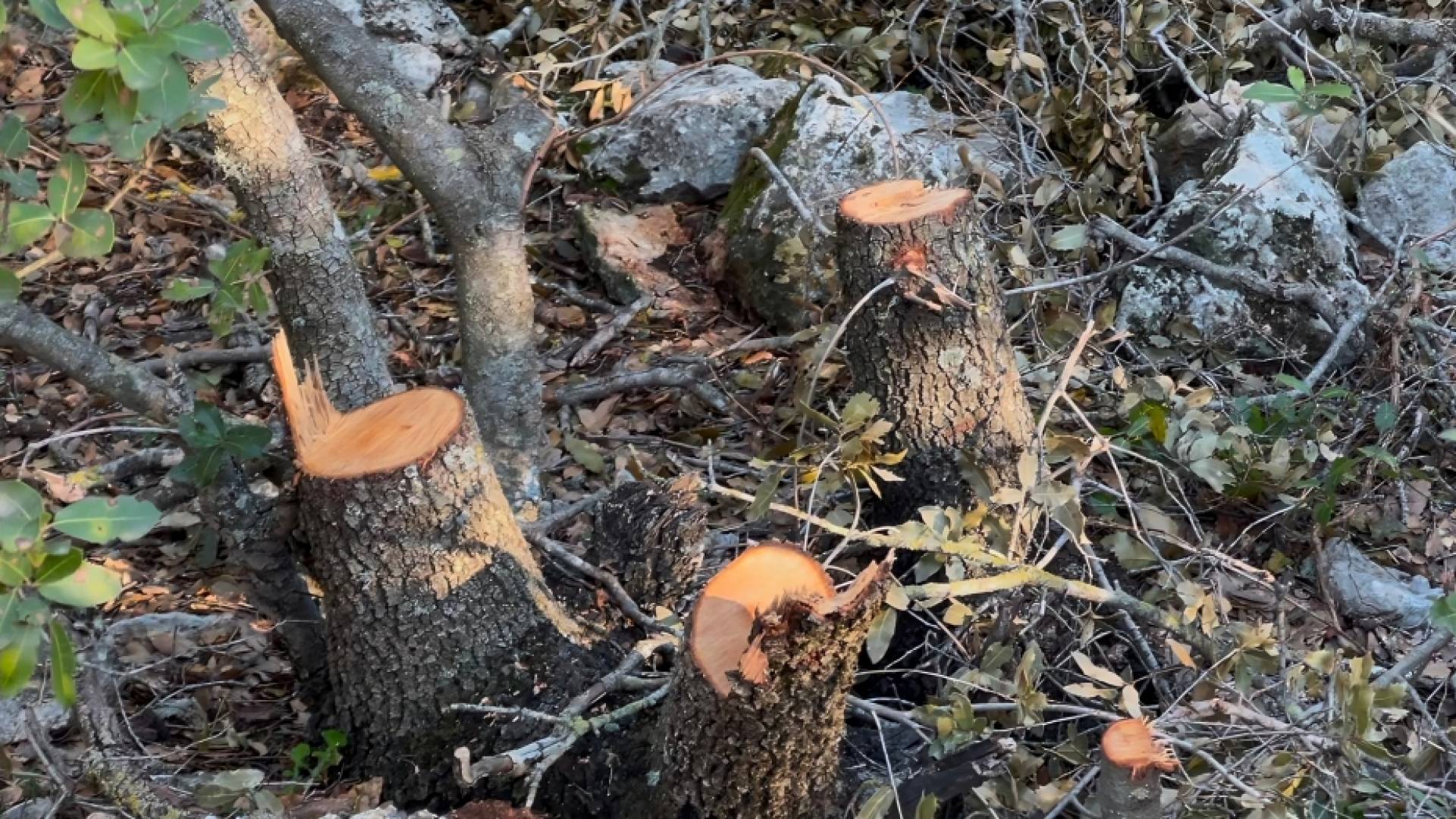 قطع جائر طال عشرات الأشجار