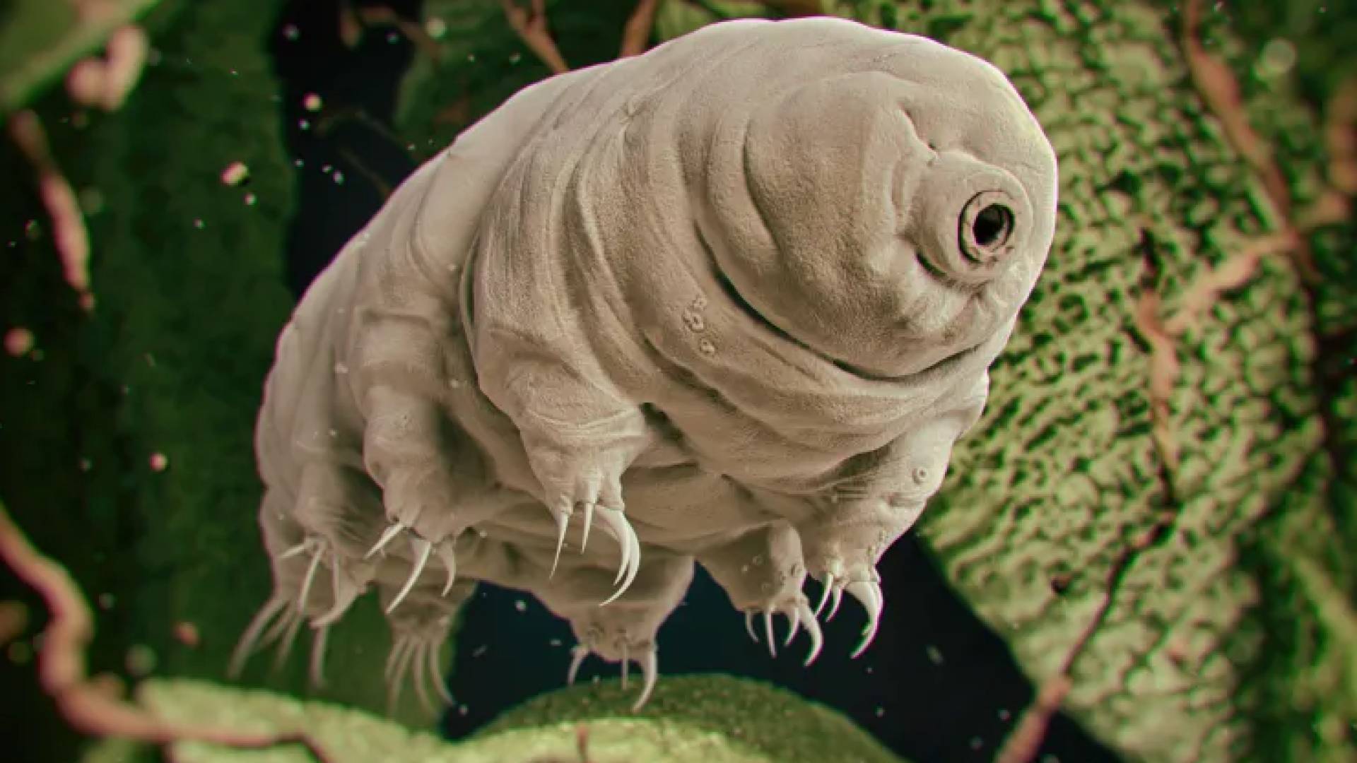 بطيئات المشية: كائنات خارقة تقاوم الإشعاع بآليات بيولوجية فريدة