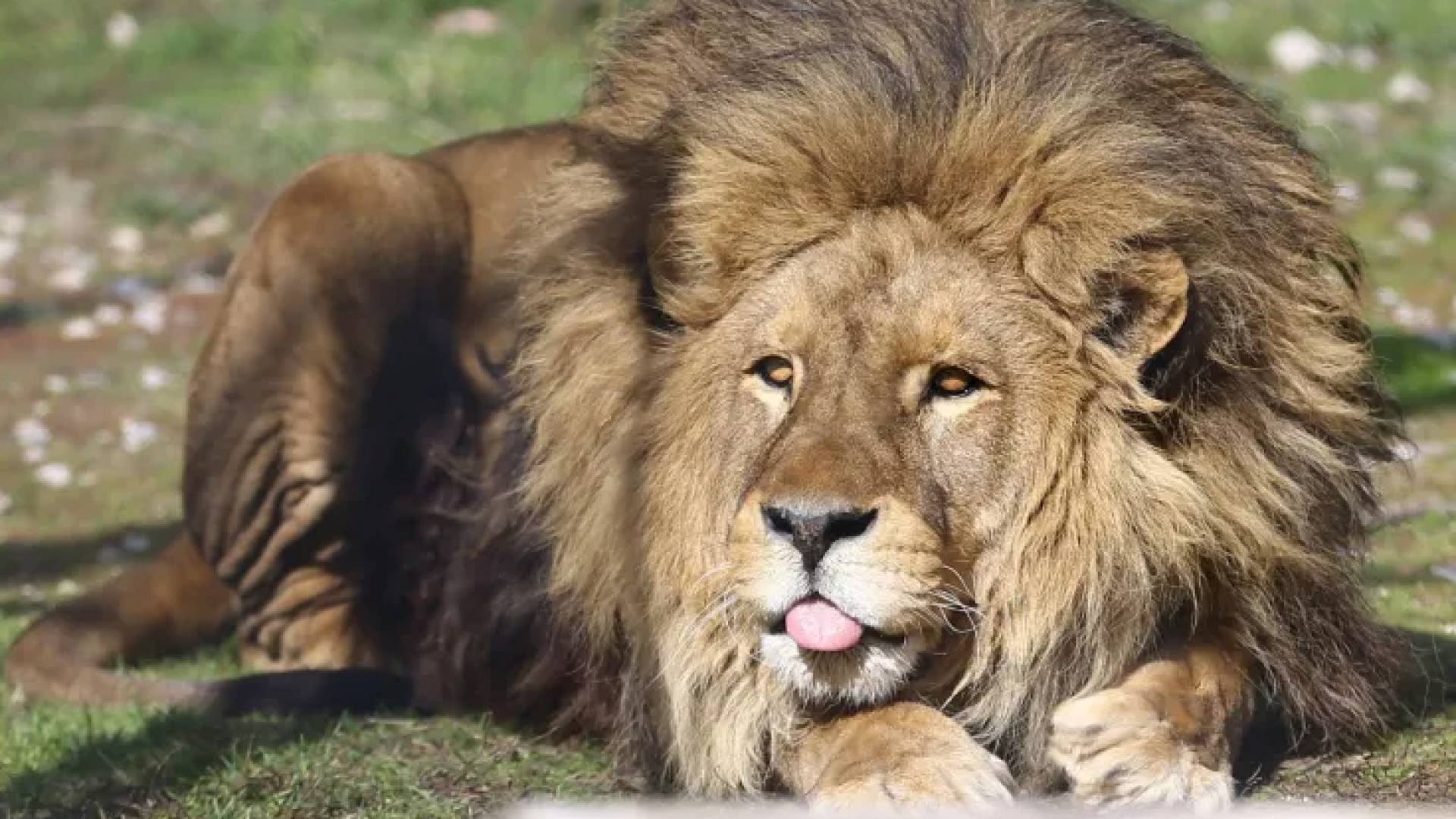 حيوان الاسد