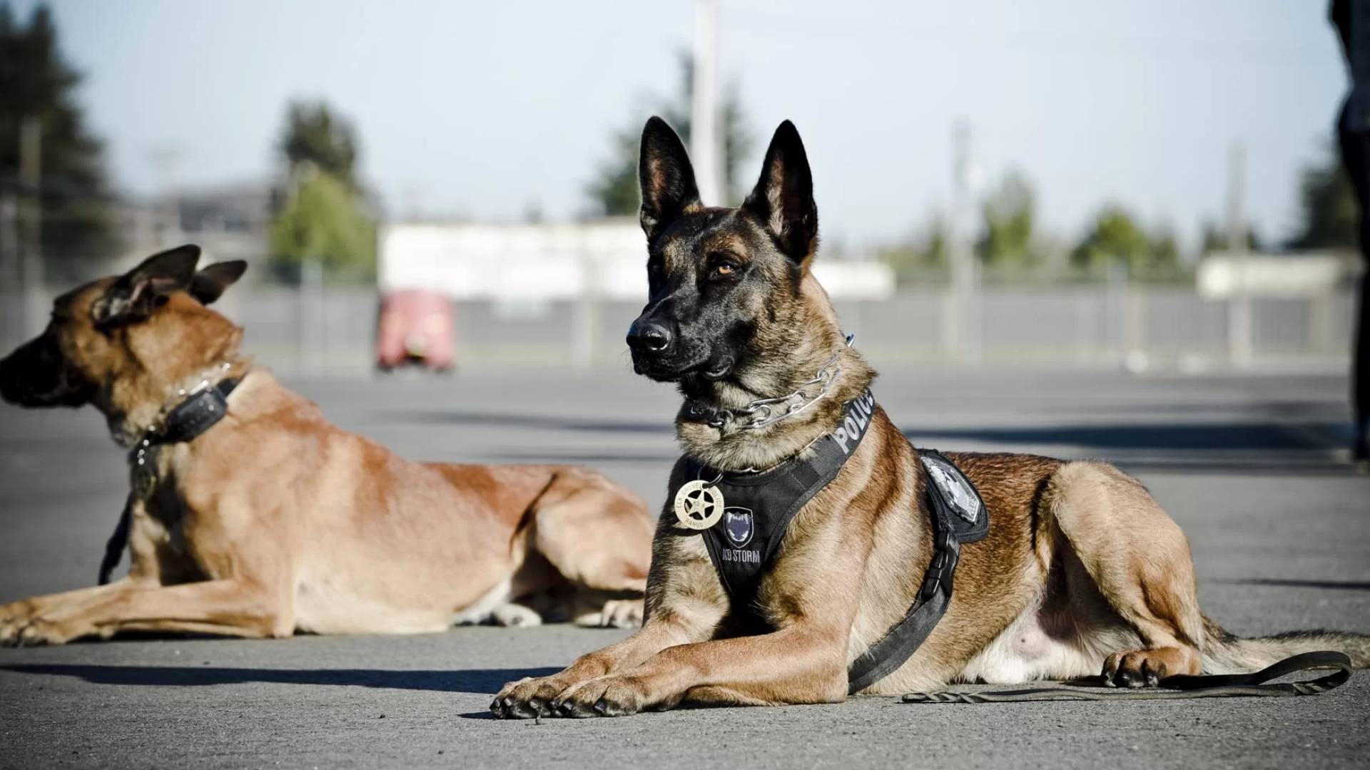 كلاب بوليسيه