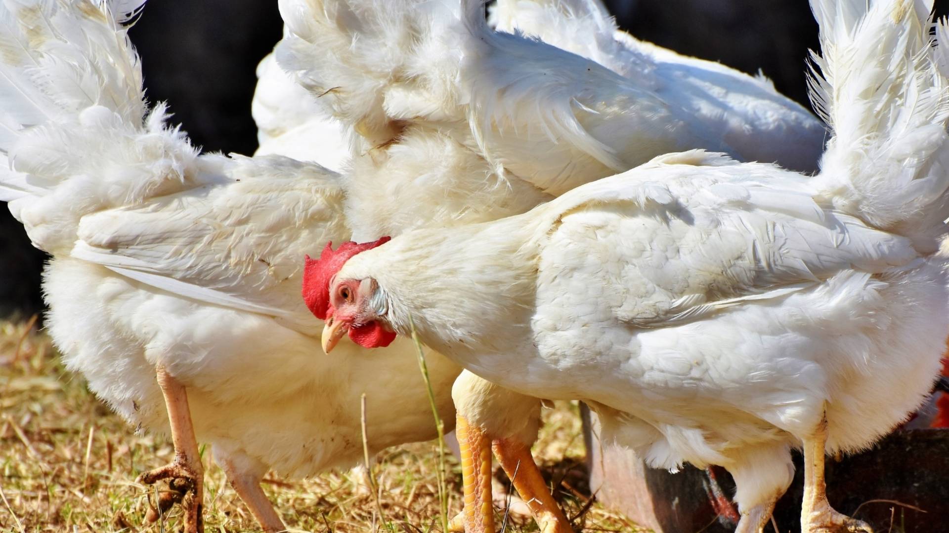 دجاج النتافات - تعبيرية