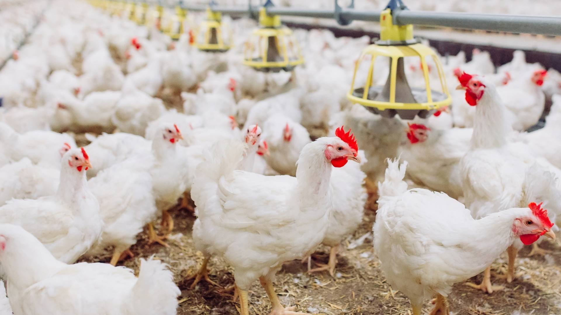 دجاج أبيض - تعبيرية